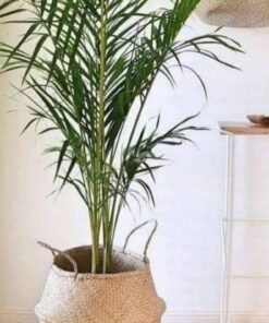 Alternative view of ✨FLÅDIS
Basket, seagrass25 cm
Hand Made💕