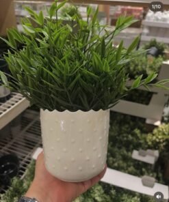 ✨SESAMFRÖN
Plant pot, in/outdoor off-white, 9 cm