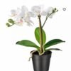 ✨FEJKA
Artificial potted plant, Orchid white,   9 cm