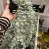 ✨FEJKA
Artificial potted plant, in/outdoor hanging/eucalyptus, 9 cm