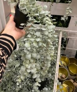 ✨FEJKA
Artificial potted plant, in/outdoor hanging/eucalyptus, 9 cm