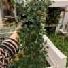 ✨FEJKA
Artificial potted plant, in/outdoor/hanging, 9 cm