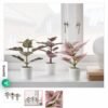 FEJKA ✨
Artifi potted plant w pot, set of 3, in/outdoor Painted nettle, 6 cm