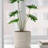 FEJKA✨
Artificial potted plant, in/outdoor philodendron, 12 cm