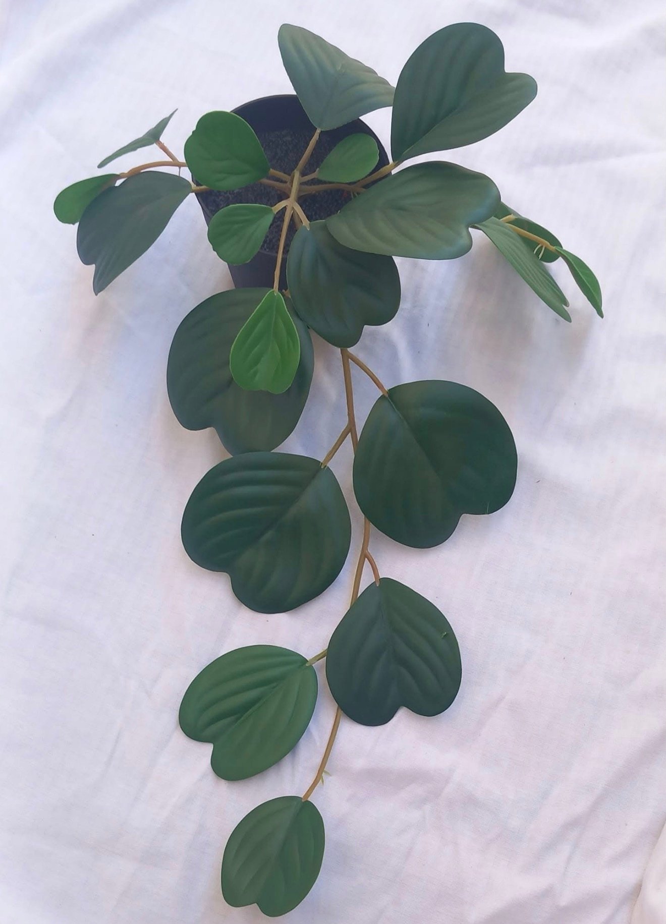 ✨FEJKA
Artificial potted plant, in/outdoor hanging/Peperomia, 9 cm - Image 2