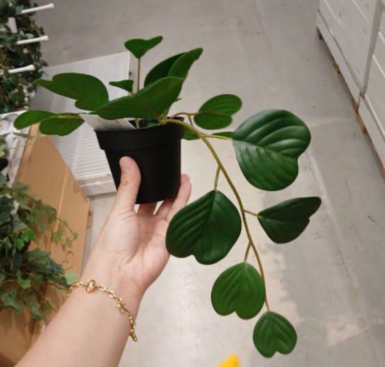 ✨FEJKA
Artificial potted plant, in/outdoor hanging/Peperomia, 9 cm