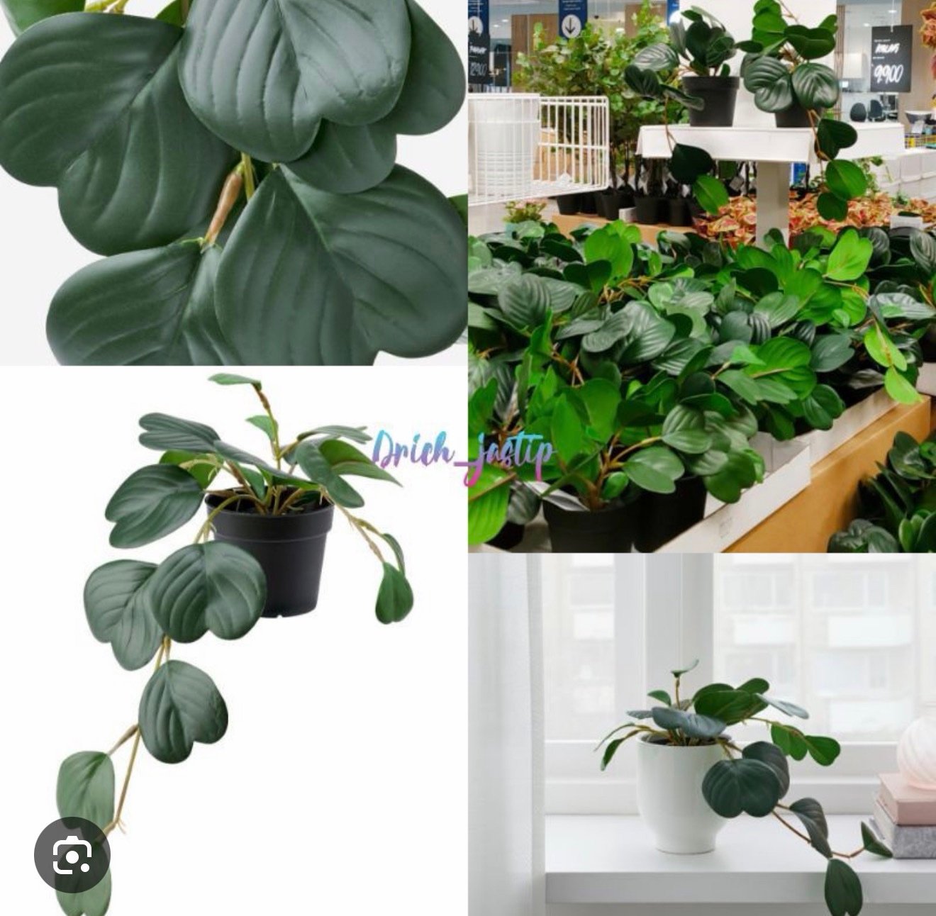 ✨FEJKA
Artificial potted plant, in/outdoor hanging/Peperomia, 9 cm - Image 4