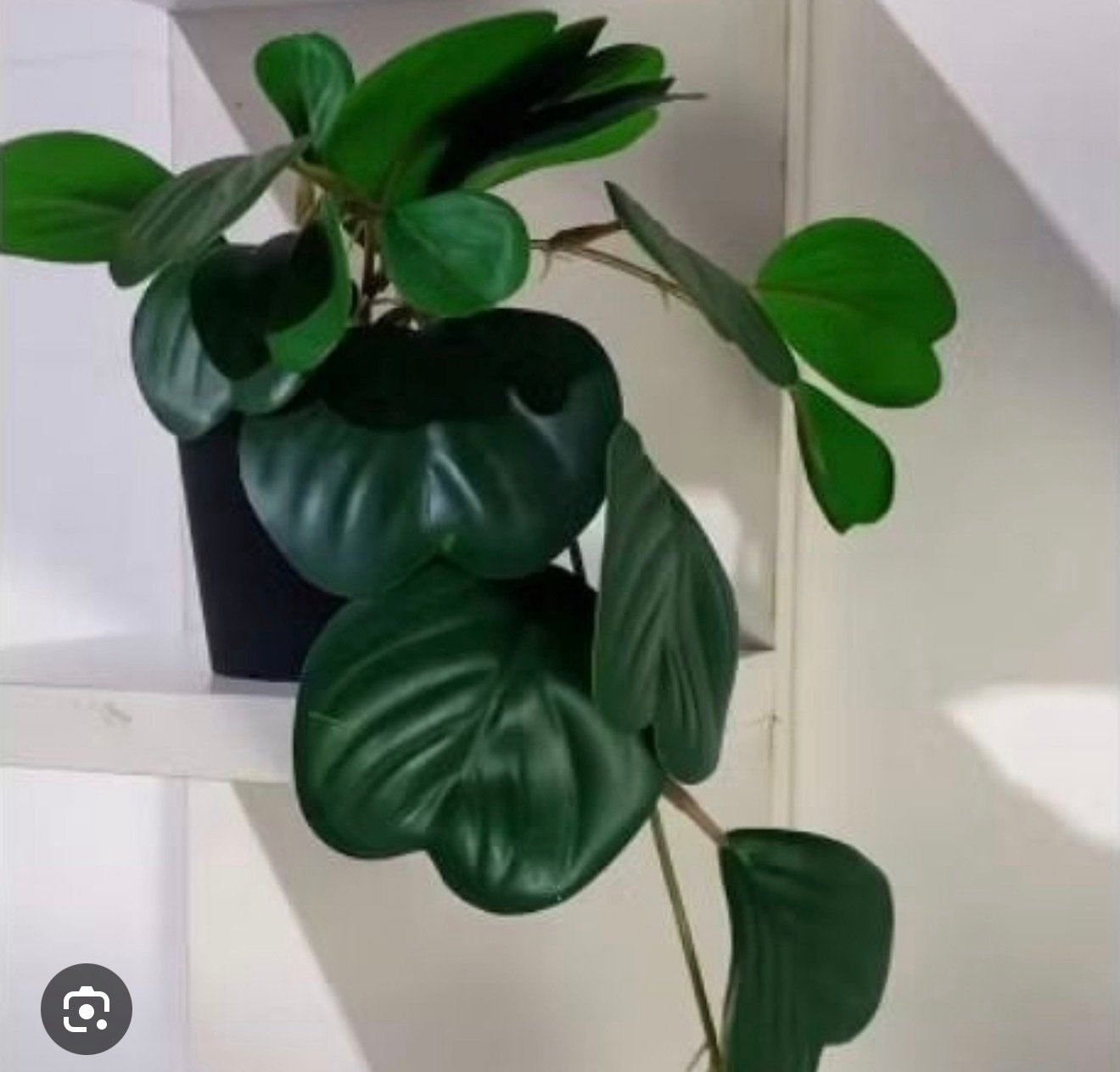 ✨FEJKA
Artificial potted plant, in/outdoor hanging/Peperomia, 9 cm - Image 5