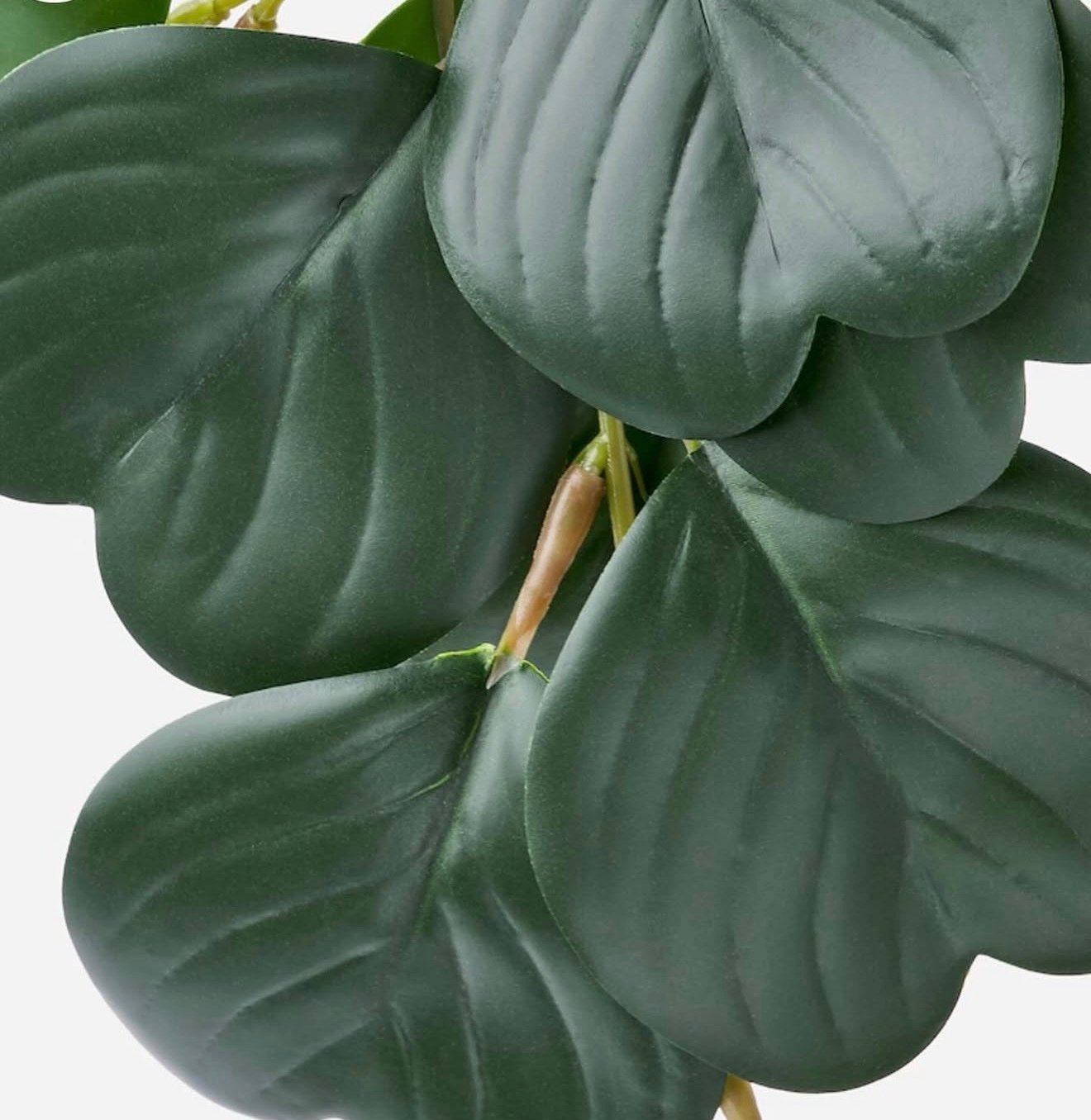 ✨FEJKA
Artificial potted plant, in/outdoor hanging/Peperomia, 9 cm - Image 7