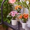 ✨FEJKA
Artificial potted plant, in/outdoor/primrose mixed colours, 6 cm