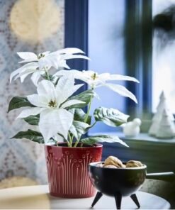 ✨VINTERFINT
Artificial potted plant, in/outdoor Poinsettia/white, 12 cm - Image 3